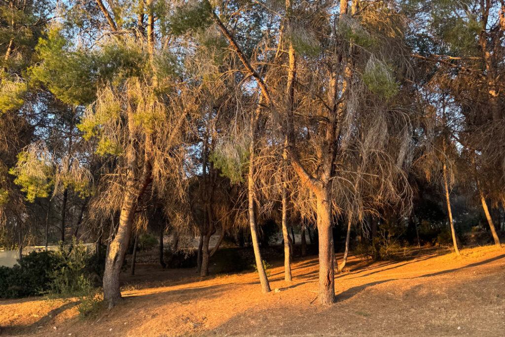 bosque2