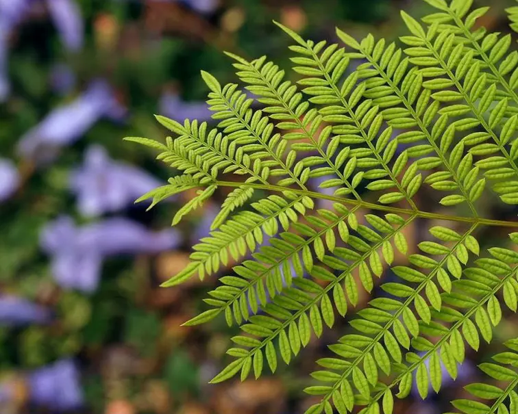 Hoja de jacaranda utilizada como referencia gráfica de la marca