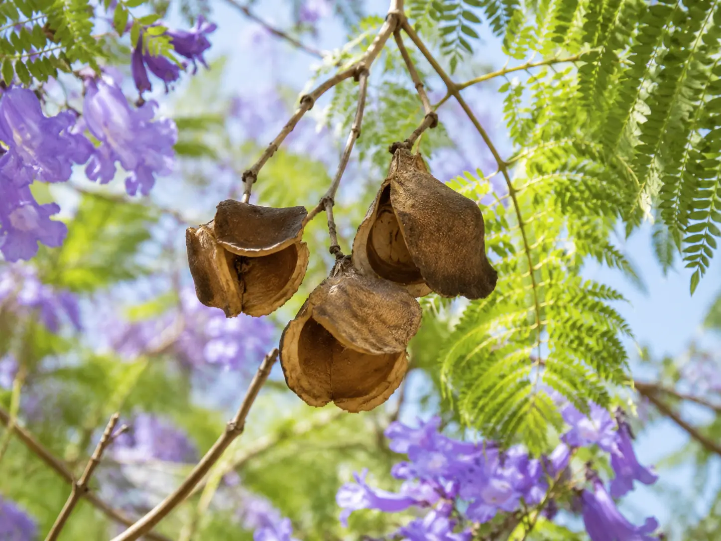 Semillas de jacaranda, inspiración visual de la marca Jacarandá Wines